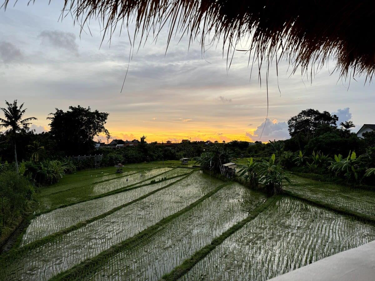 Rizières au coucher de soleil