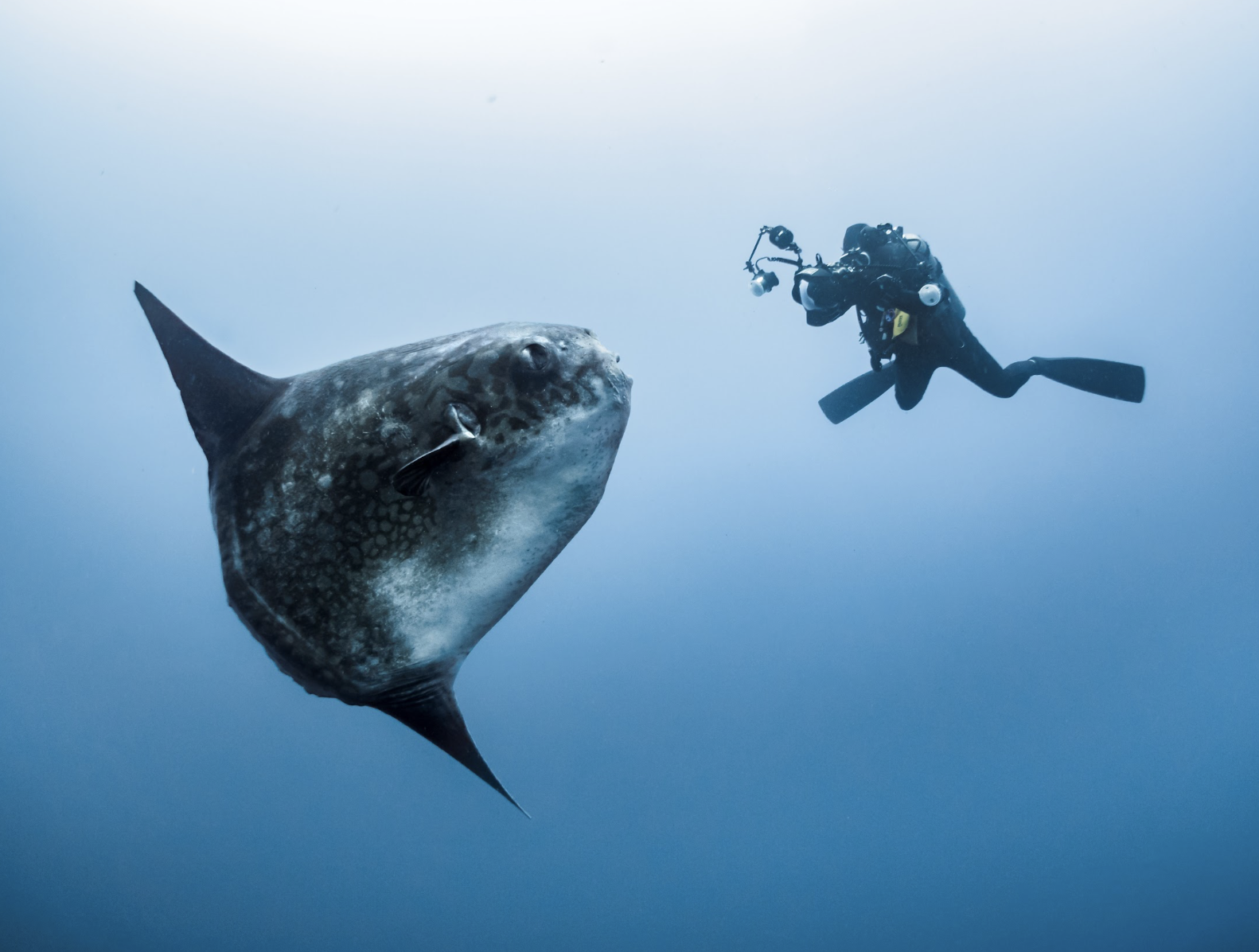 diving