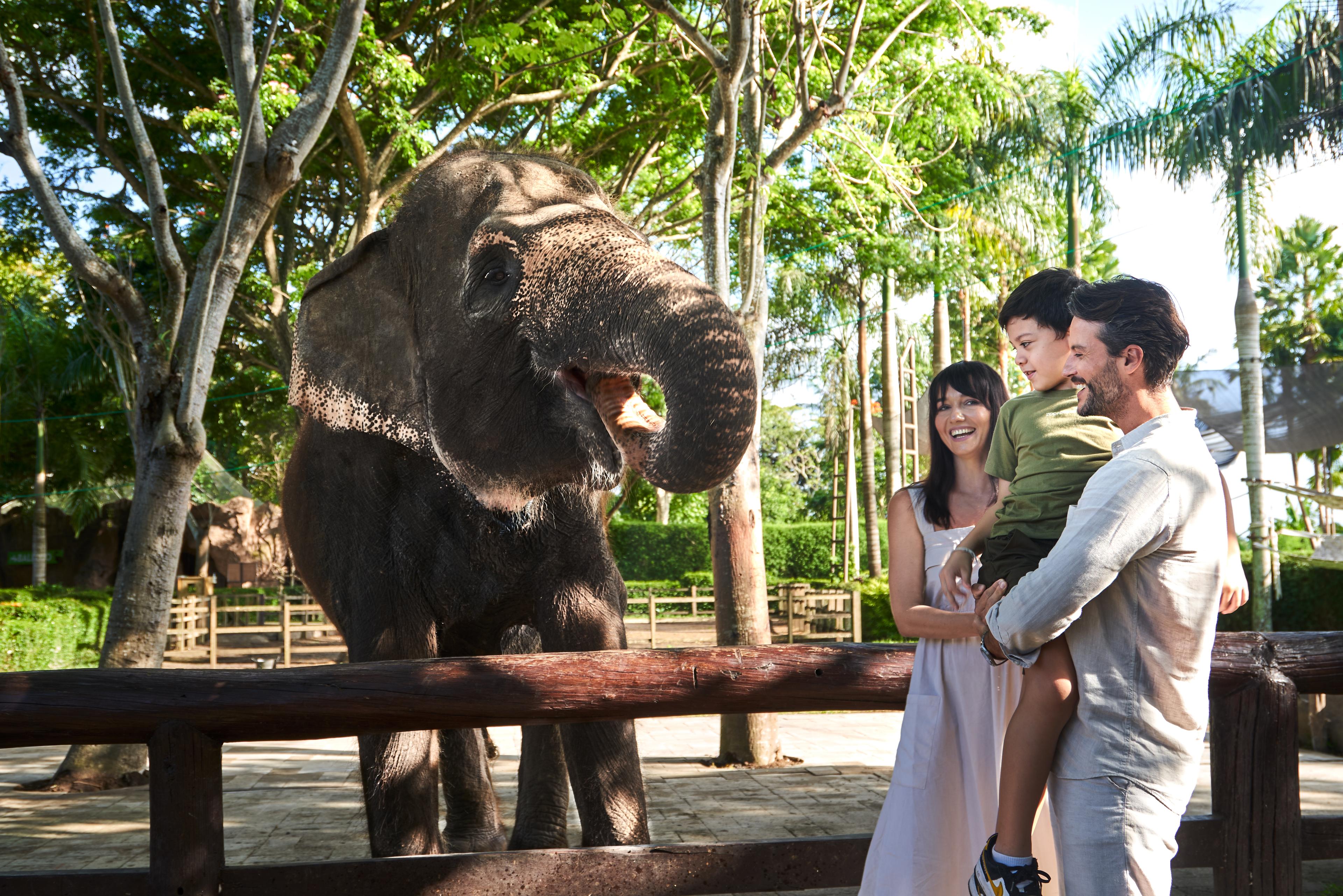 elephant